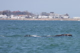 Right Whale off Duxbury Beach, MA -April 27, 2013 [12of 4]