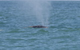 Right Whale off Duxbury Beach, MA -April 27, 2013 [4 of 4]