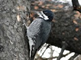 Black-backed Woodpecker