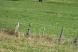 Buzzard