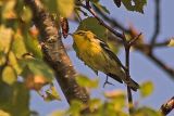 Blackburnian Warbler, Baxters Hrbr.