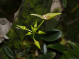 Bulbophyllum blepharistes