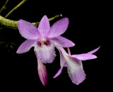 Dendrobium intricatum