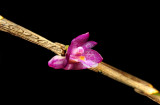Dendrobium rosellum, 5 mm