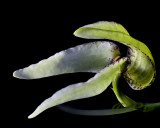 Bulbophyllum cominsii 