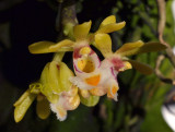 Gastrochilus suavis, flowers 2 cm