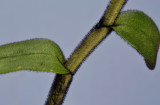 Dendrobium igneoniveum, foliage