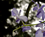 Vanda coerulea, 6 cm