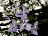 Vanda coerulea