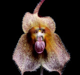 Dracula verticulosa