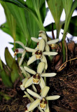 Coelogyne massangeana