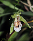 Coelogyne speciosa green variety