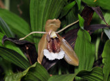 Coelogyne speciosa incarnata