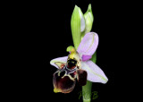 Ophrys dodekanensis