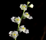 Ornithocephalus sp. flowers 4 mm