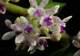 Trichoglottis cirrhifera, 1 cm flowers