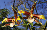 Odontoglossum (Rossioglossum) grande, flowers 18 cm