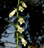 Digitalis viridiflora