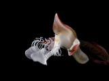 Anoectochilus albo-lineatus, 2 cm