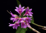 Dendrobium Goldschmitianum
