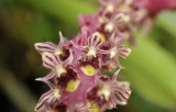 Bulbophyllum sp. 6 mm