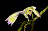 Dendrobium heterocarpum