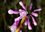 Dendrobium roseipes
