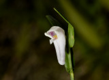 Dendrobium truncatum, 1 cm