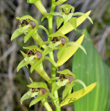Coelogyne chlorophaea, 4 cm