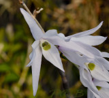 Dendrobium monile
