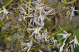 Dendrobium beckleri 