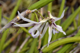 Dendrobium beckleri 