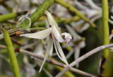 Dendrobium beckleri 