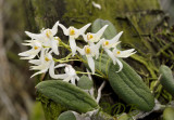 Dendrobium linguiforme var. nurgentii