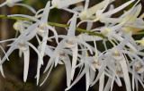 Dendrobium rupianum 