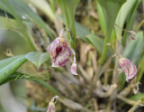 Ophidion pleurothallopsis