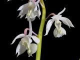 Calanthe from Taiwan