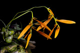 Bulbophyllum wallichii, often terrestrial on sandstone with Phalaenopsis pulcherrima