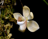 One-day orchid Thrixpernum linearifolium, 1½  cm