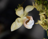 Thrixpernum linearifolium, 1½ cm