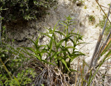 Epipactis veratrifolia, habitat