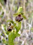 Ophrys umbilicata var. bucephala