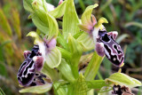 Ophrys kotchyi