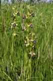 Ophrys kotchyi, 40 cm