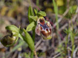 Ophrys attica, smaller as umbilicata