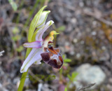 Ophrys  elegans