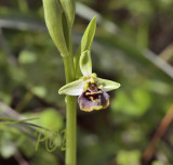 Ophrys bornmuelleri 