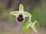 Ophrys levantina