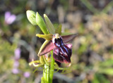Ophrys morio