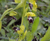 Ophrys israelitica  syn.  Ophrys omegaifera ssp. israelitica
